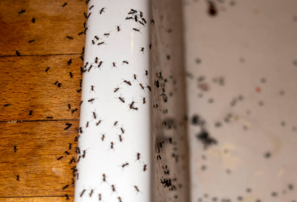 Best Residential Pest Control  in New Castle, IN