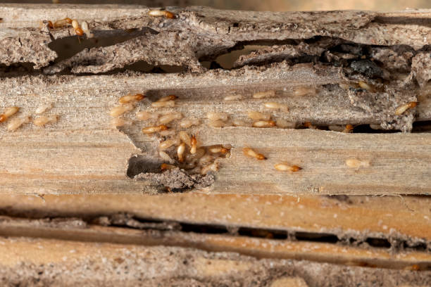 Best Pest Inspection Near Me  in New Castle, IN