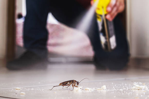Spider Control Near Me in New Castle, IN